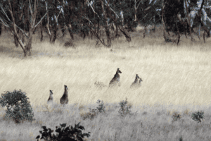 Kangaroos in Clare Valley