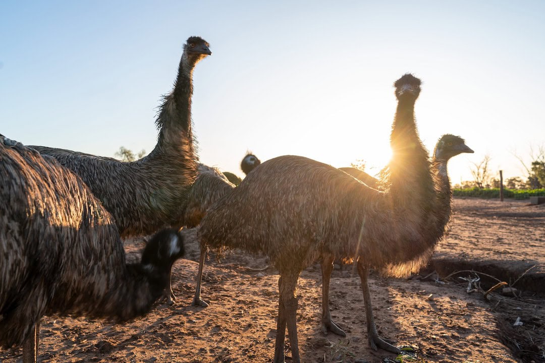 Emus at Emu Logic, Tooraweenah. Photo: Destination NSW.