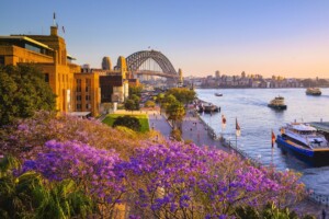 Jacaranda trees blooming in First Fleet Park, The Rocks.