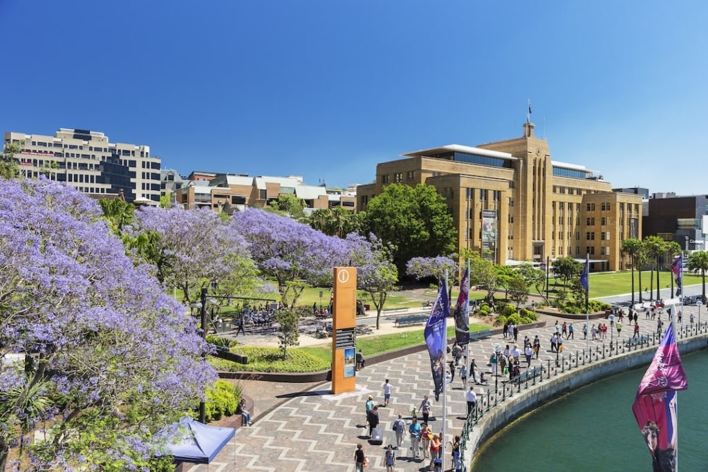 Jacarandas in Spring bloom, Sydney