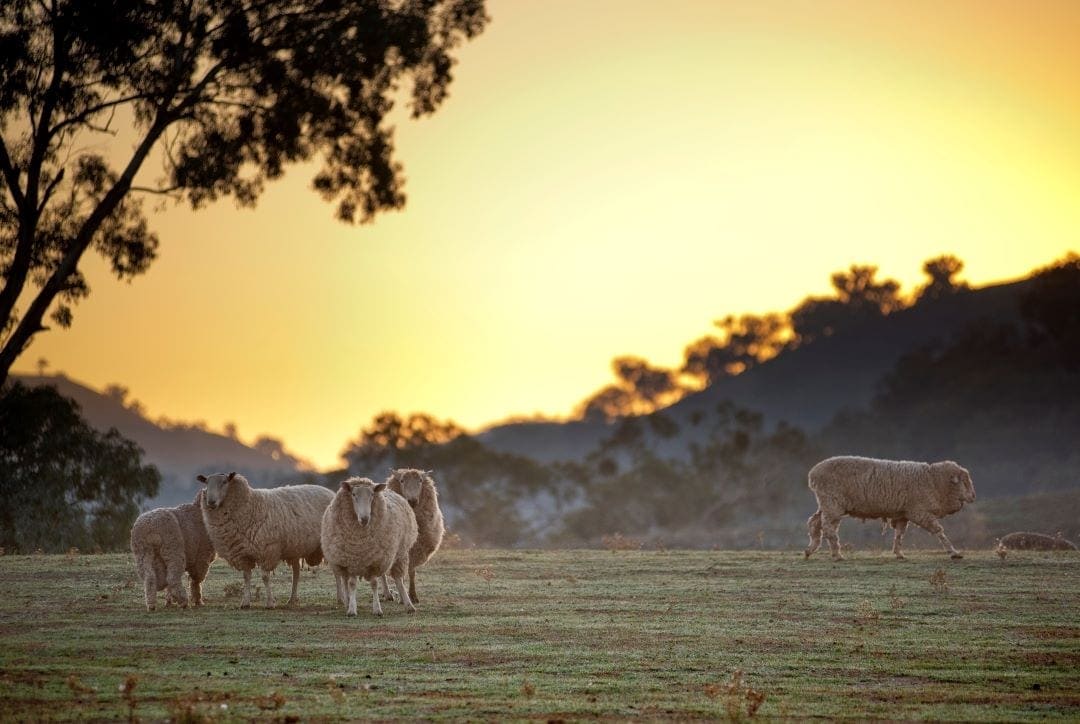 Sheep grazing in a paddock on a farm in Wee Jasper, one of the gorgoeus small towns near Canberra. 