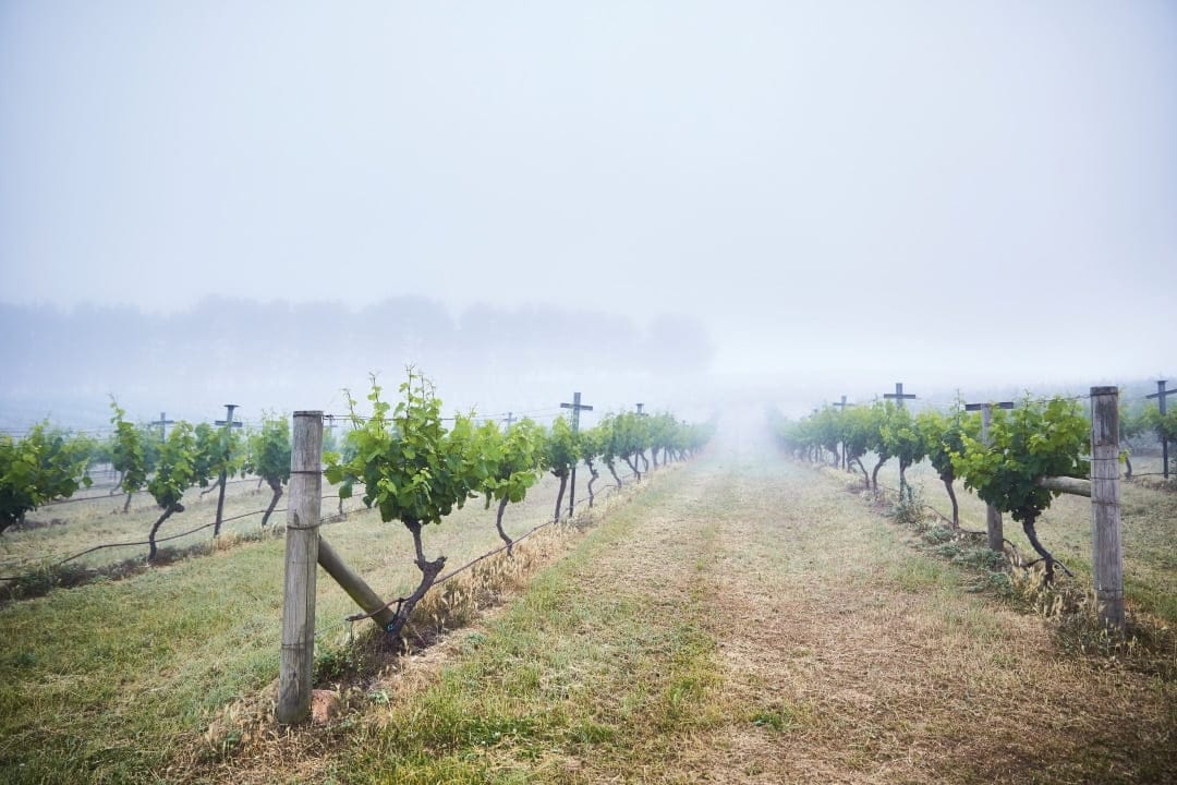 Morning mist covering the vineyard at Lark Hill Winery in Bungedore.