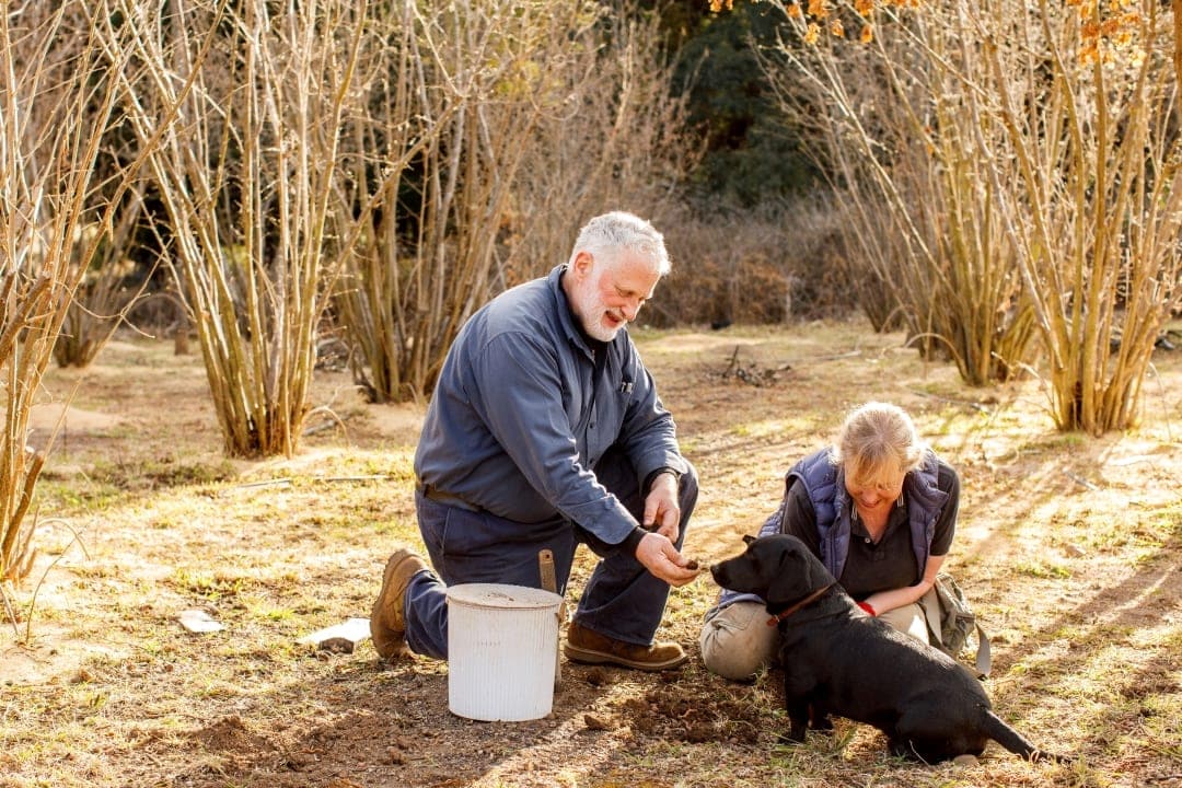 Man and woman hunting for truffle with their dog in Braidwood, NSW