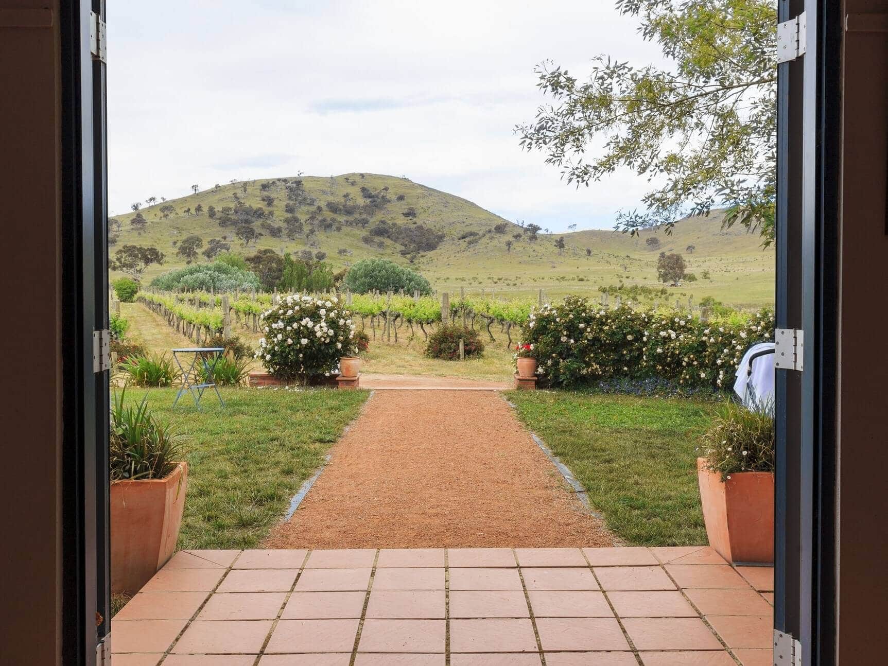 Canberra vineyard