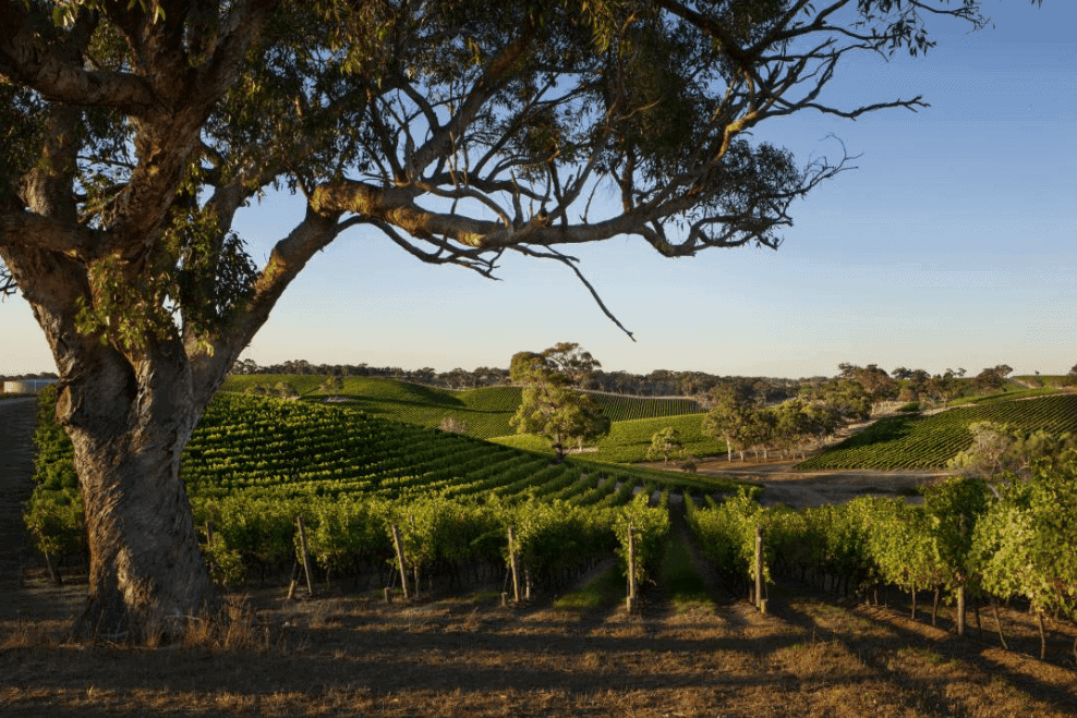 Longview Vineyard, Adelaide Hills