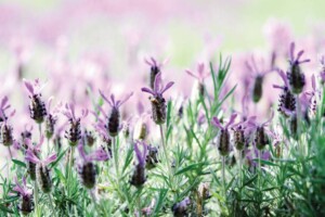 Lavendar in Daylesford