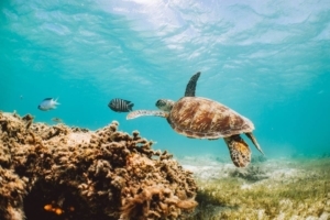Turtle on Great Barrier Reef