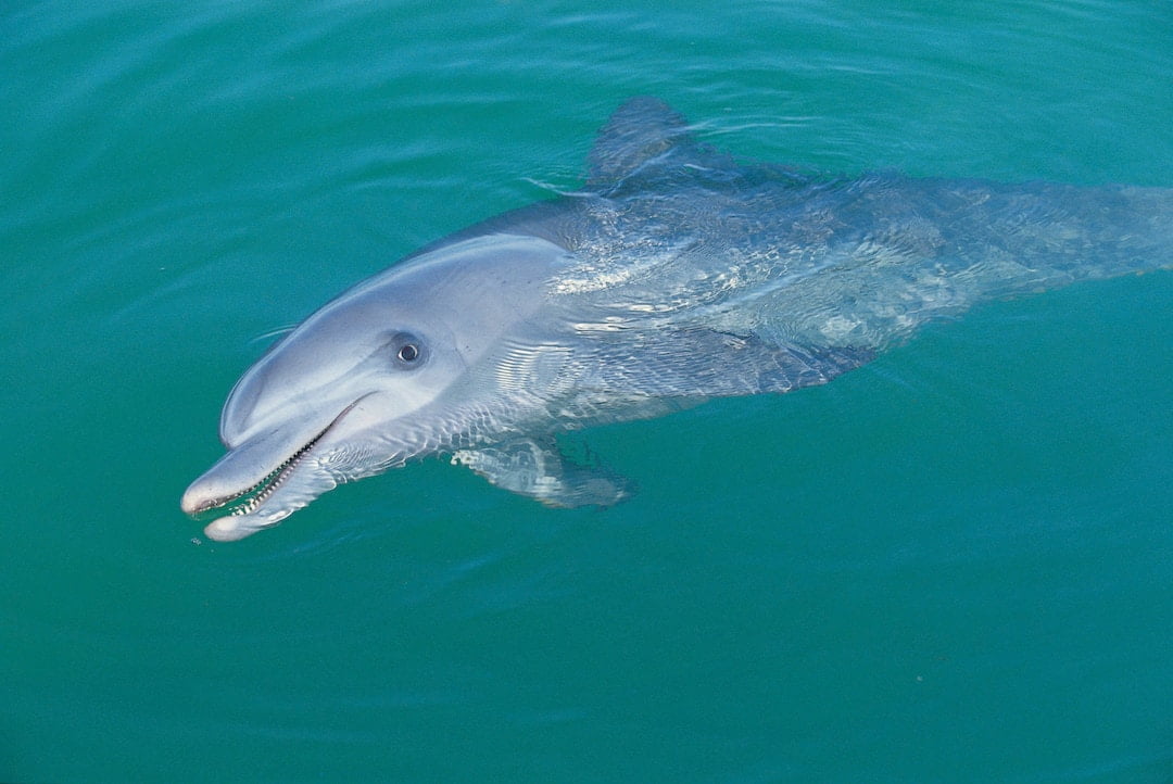 Dolphin smiling into the camera