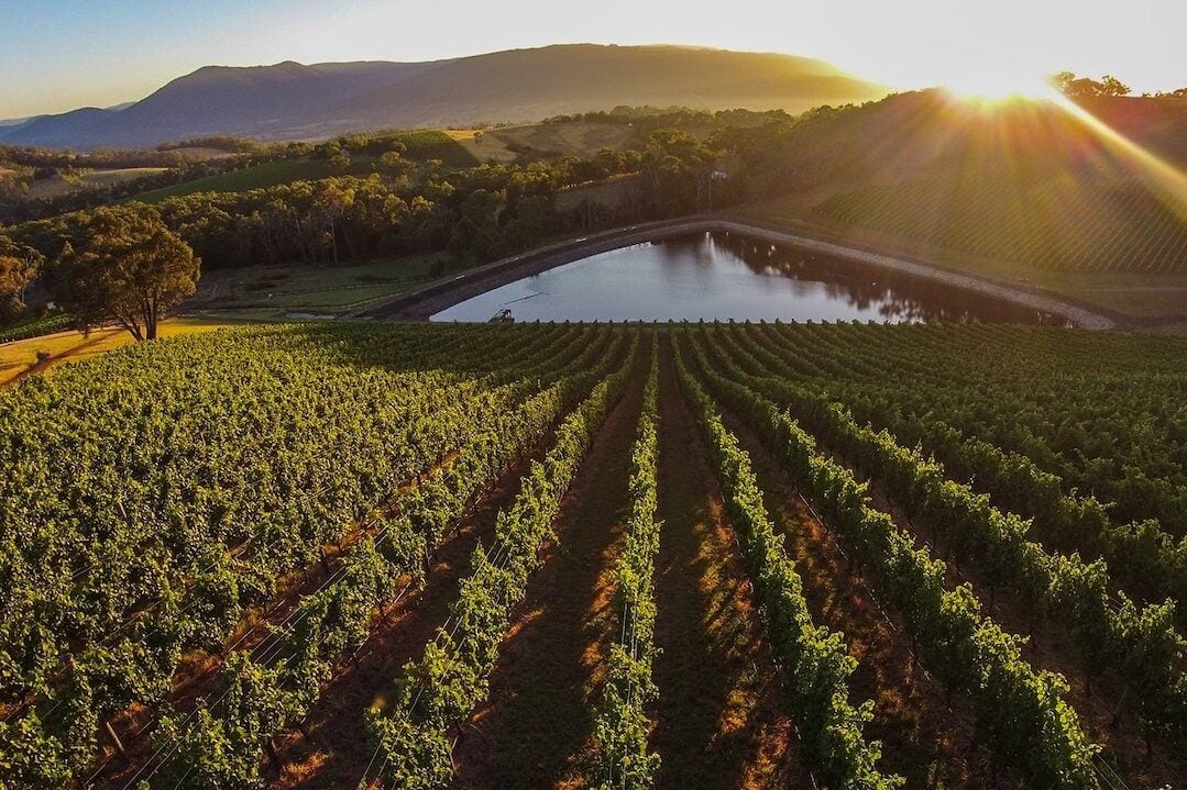 Giant Steps sunrise Vineyard