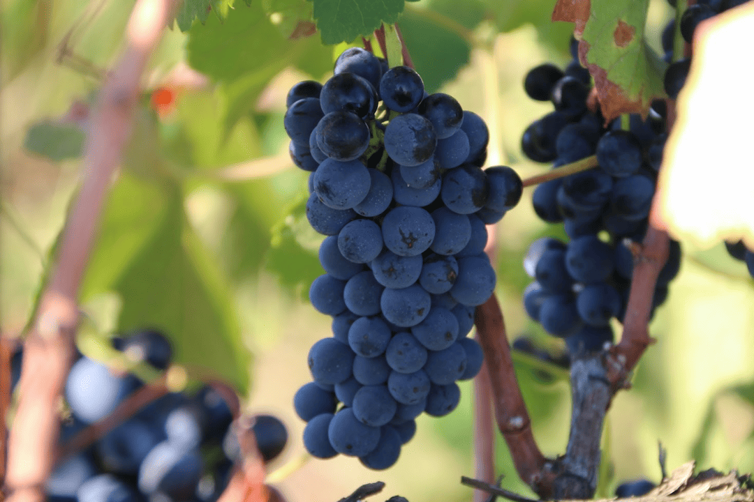 Grapes from Jones Winery