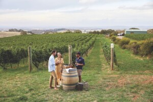 Australian wine region Printhie Wines NSW