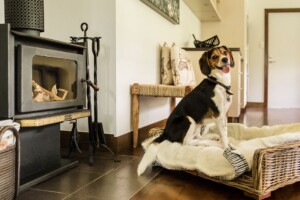 Spicers Dog friendly hotels