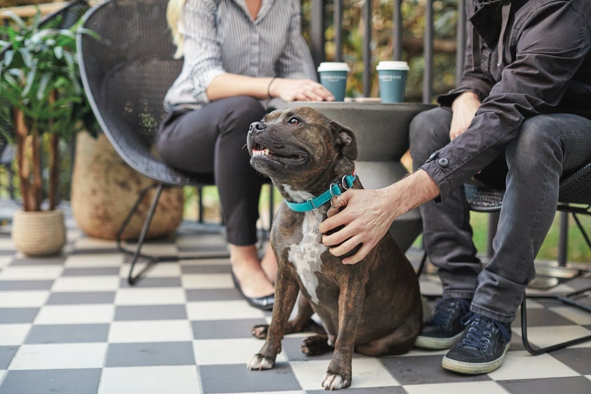 Dog at Vibe Hotel Rushcutters Bay