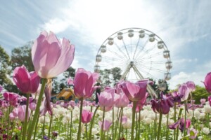 Flowers at Floriade