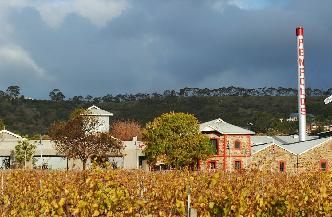 Penfolds Magill Estate South Australian vineyards