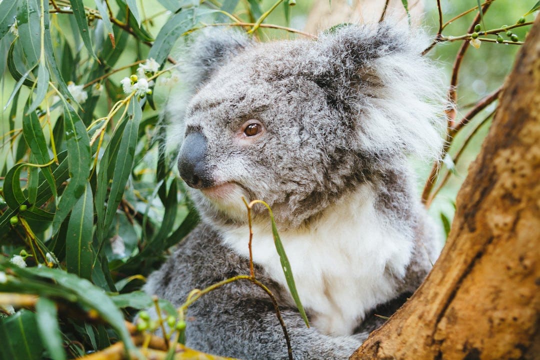 Koala at Healesville Sanctuary