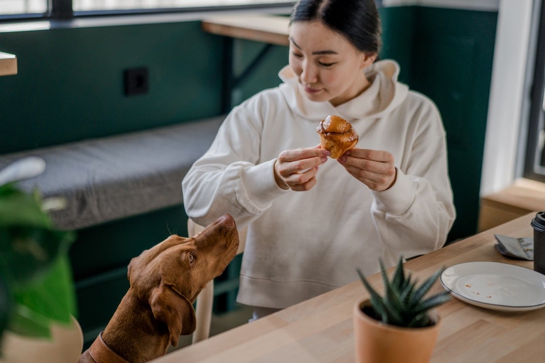 dog-friendly cafes and restaurants in Canberra