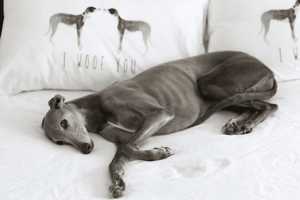 Top Dog: 10 Dog-Friendly Hotels in Canberra