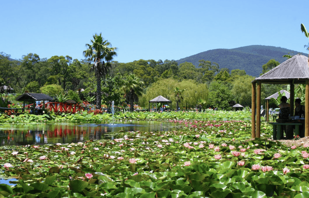 Australia's most beautiful gardens 