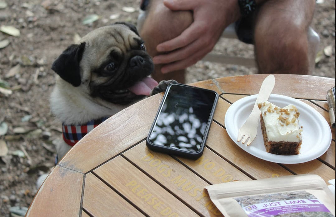 Cafe Bones is one of the top dog-friendly venues in Sydney. Photo: Cafe Bones.