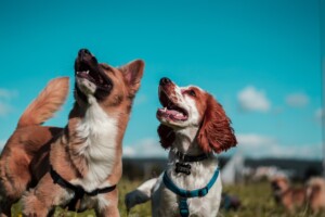 dog-friendly venues in Brisbane