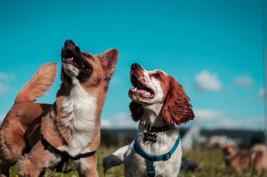 dog-friendly venues in Brisbane