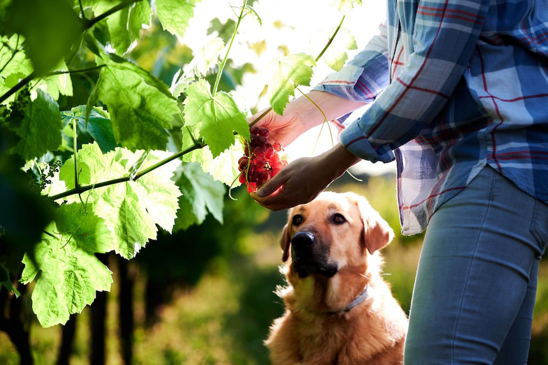 girl picking grapes in a vineyard