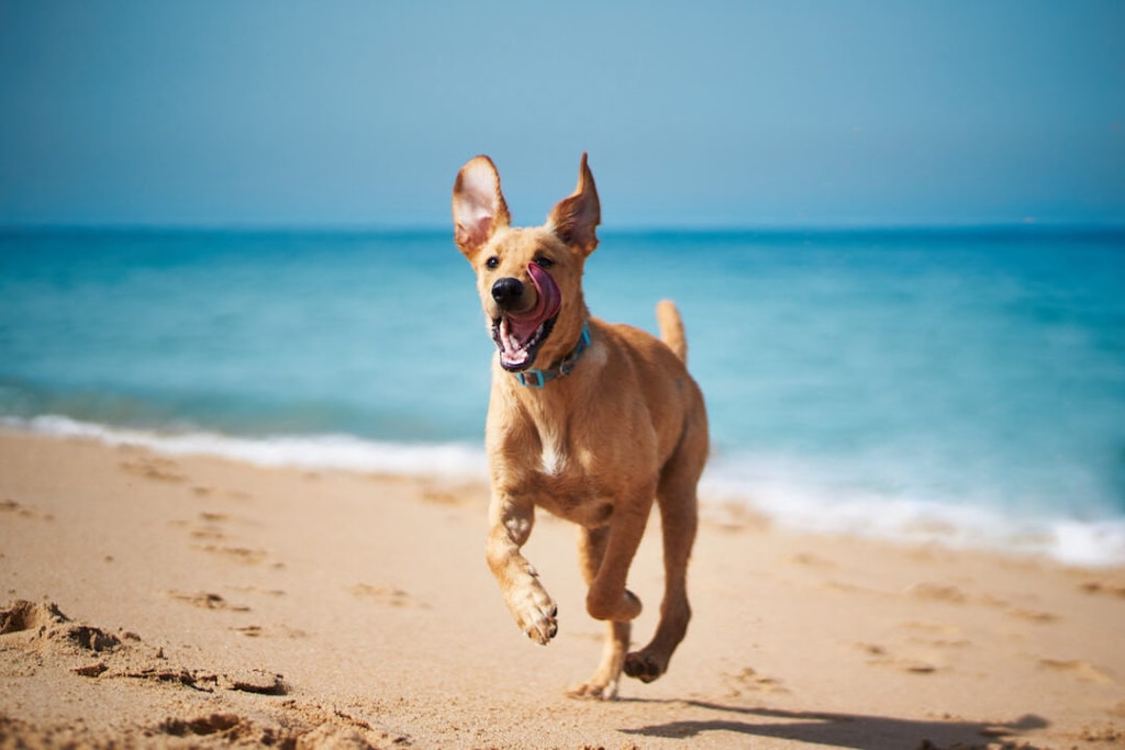 dog beaches in perth
