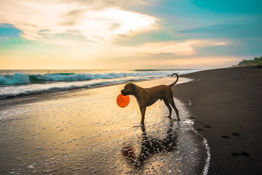 dog beaches