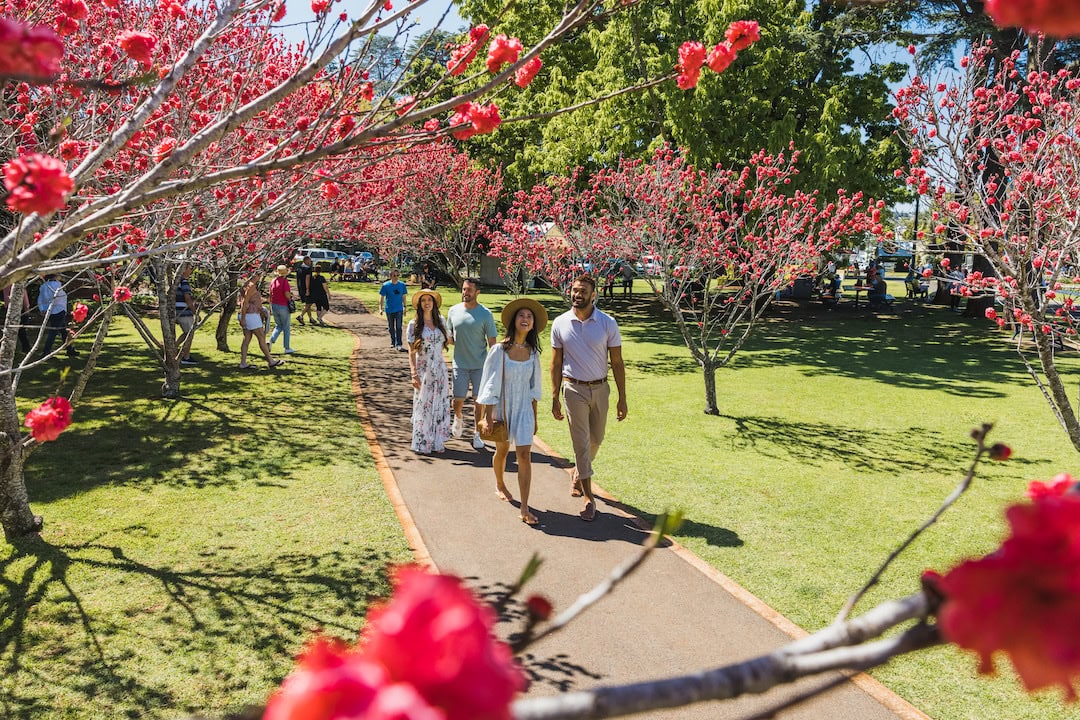 People walking through blooming trees at the Toowoomba Carnival of Flowers. Image: Tourism and Events Queensland.