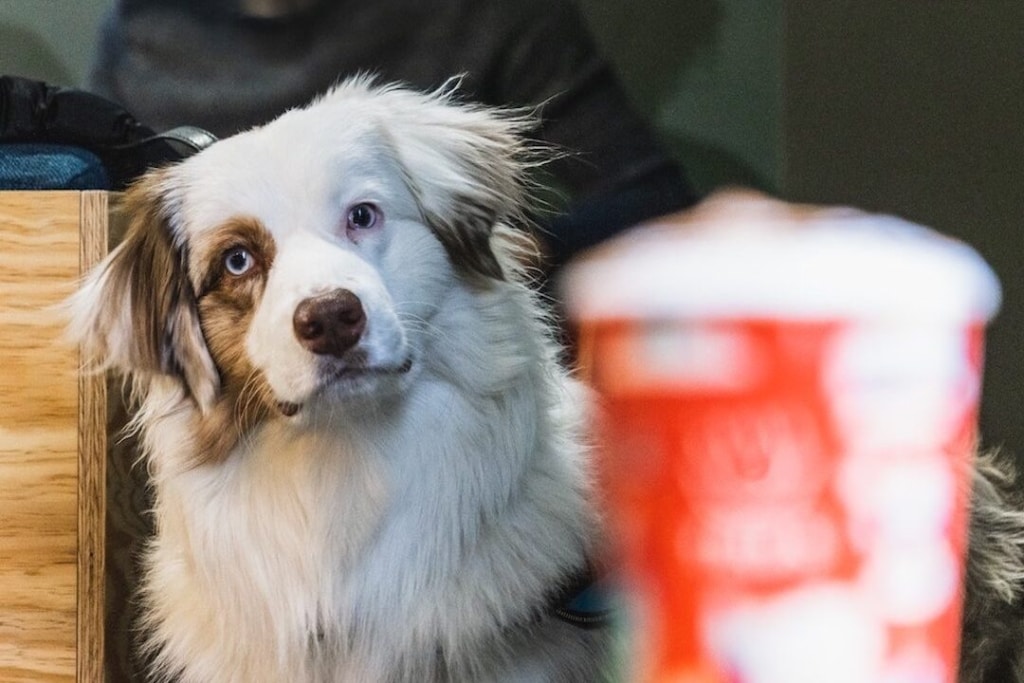 Dog-friendly venues in Adelaide.