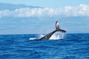 whale watching in victoria