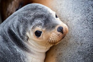 kangaroo island podcast