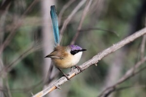 Purple-crowned Fairy-wren