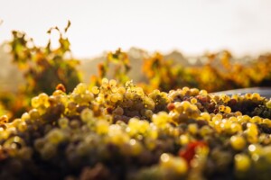 barossa valley vineyards