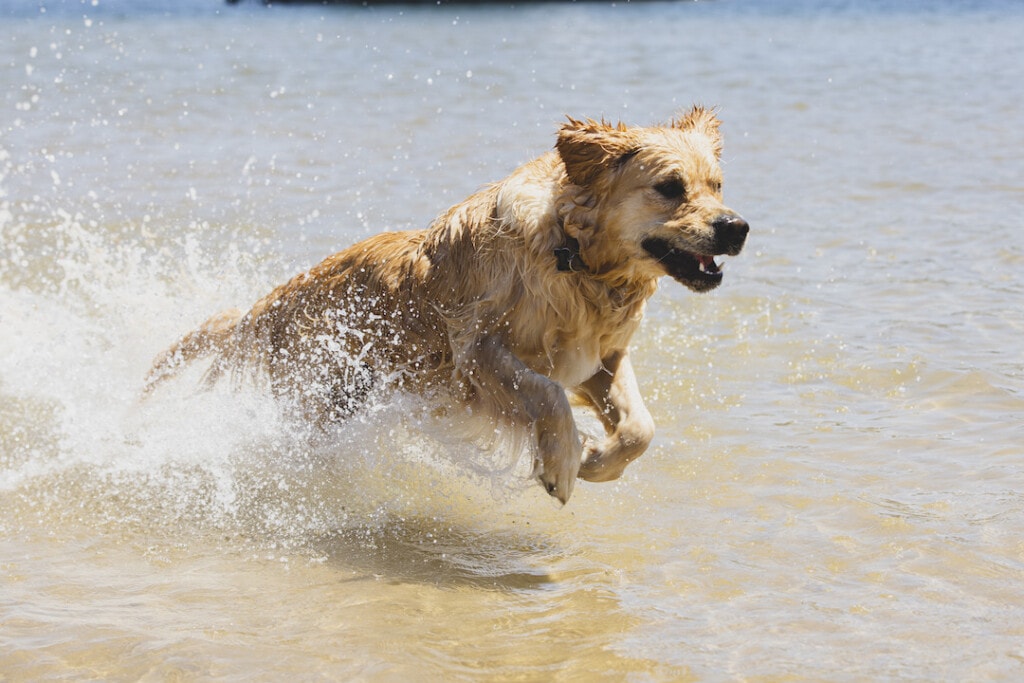 dog beaches in sydney