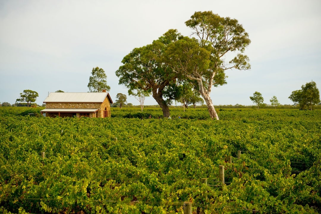 Cultural Experiences on the Limestone Coast