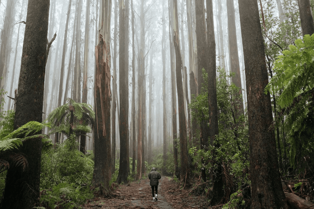 the dandenong ranges