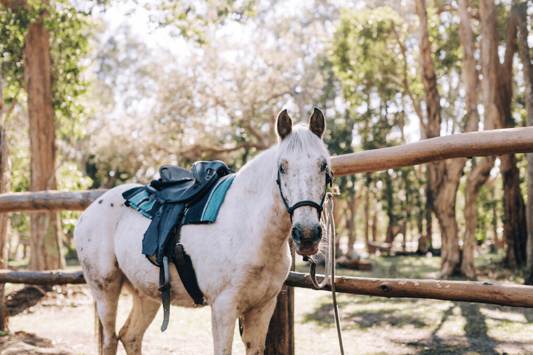 horseback