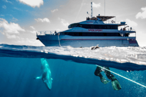 minke whale diving