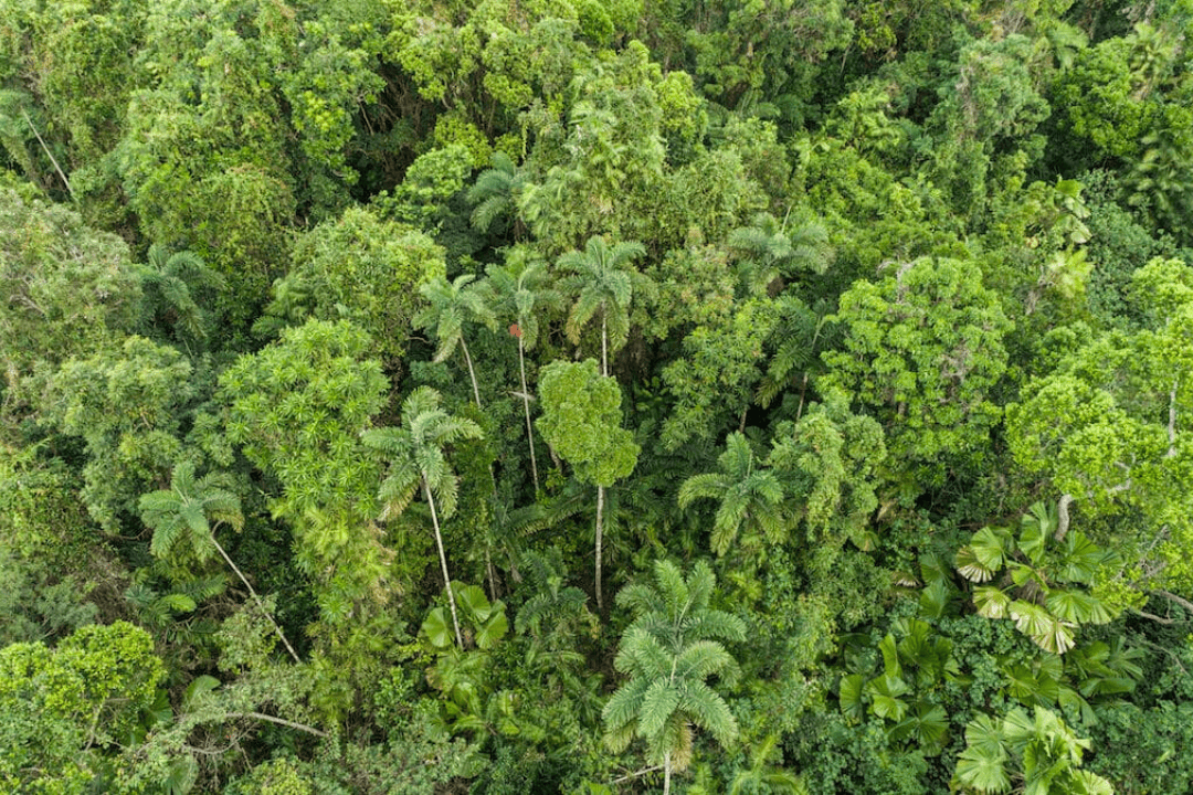 daintree rainforest