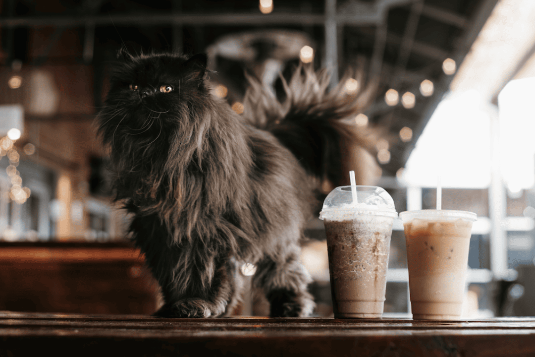 cat cafes