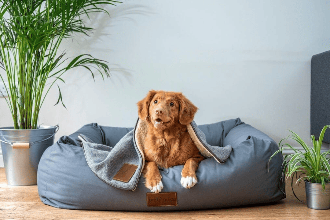 dog-friendly accommodations in Tasmania