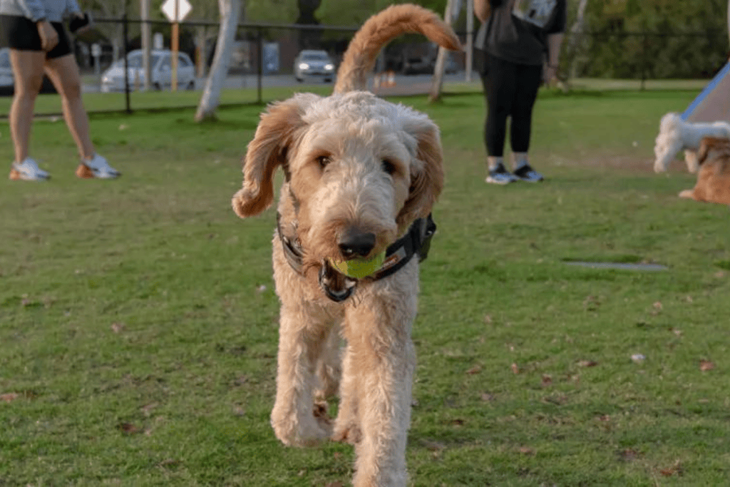 7 best dog parks of Perth.