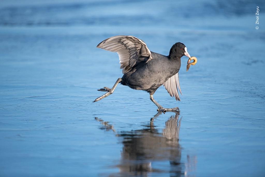 Wildlife Photographer of the Year