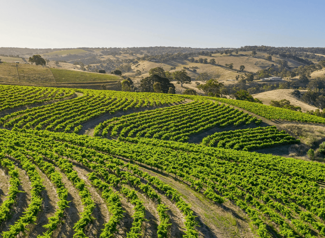 Photo courtesy of McLaren Vale Grape Wine & Tourism.