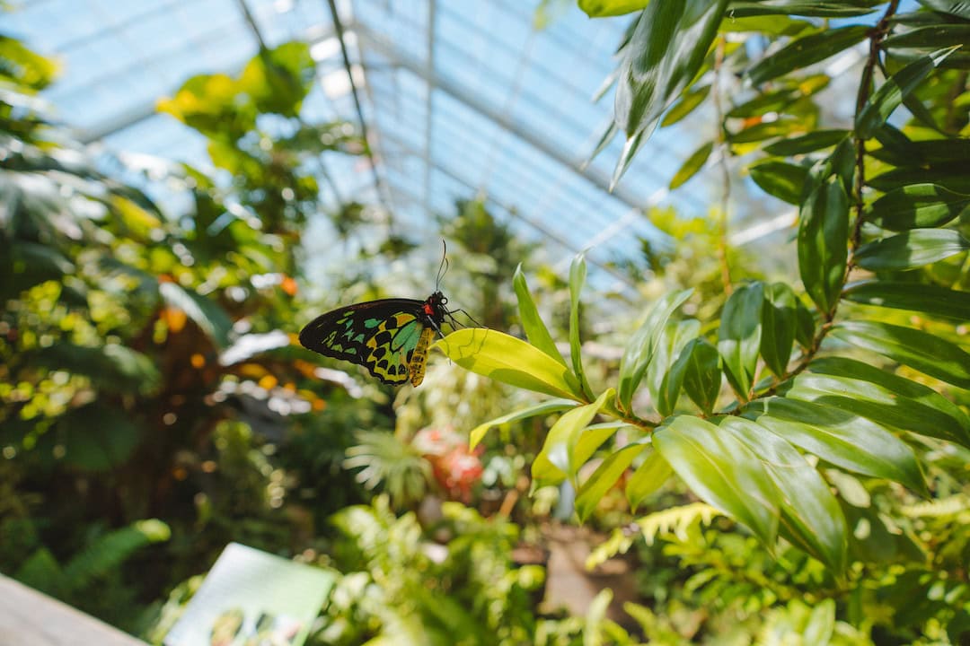 Explore some of the best butterfly experiences in QLD. Image: Tourism and Events Queensland.