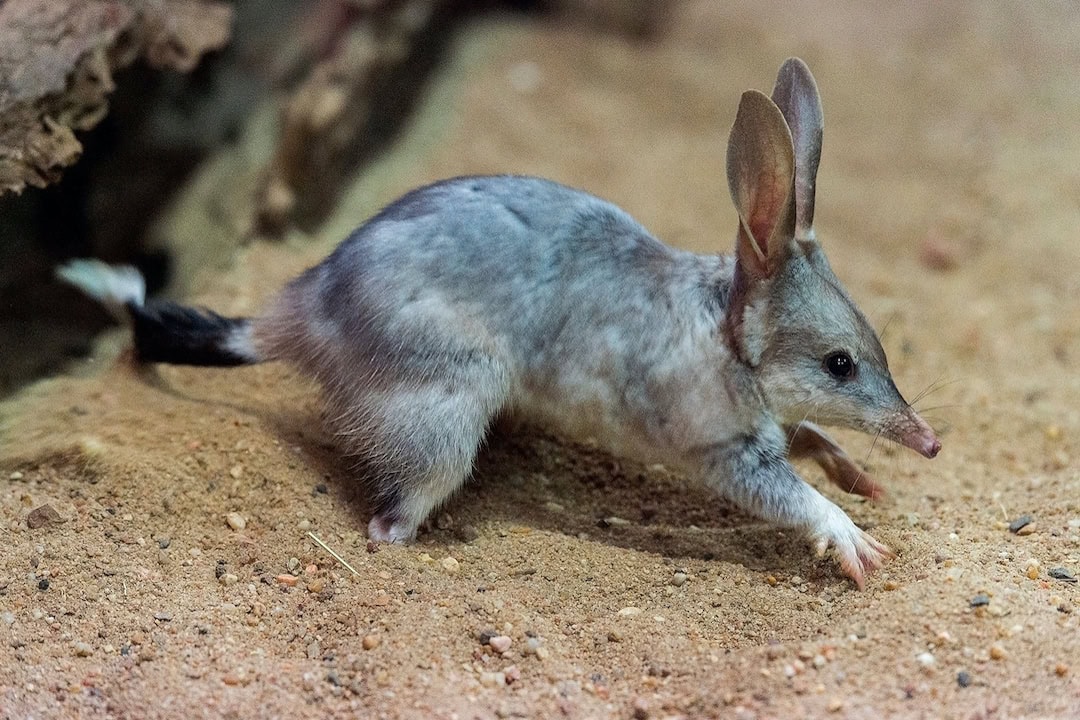 Bilbies are some of the cutest creatures of Australia.