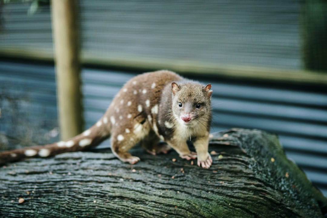 A quoll, one of the unusual creatures of Australia.