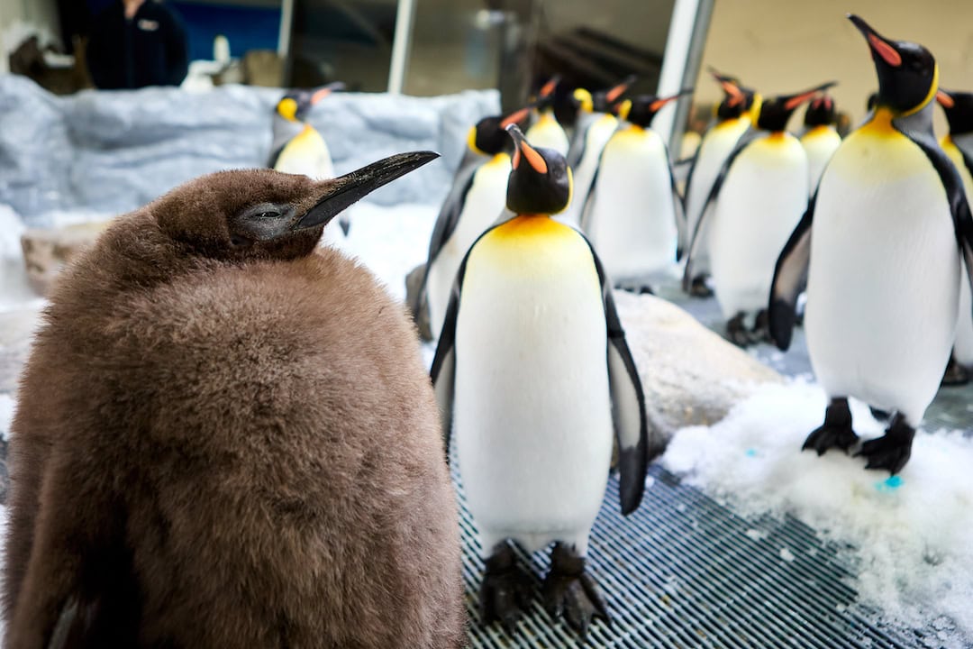 Pesto the penguin and his buddies. Image: Sea Life Melbourne Aquarium.